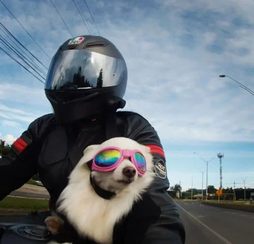Perro en moto